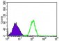 RPL18A Antibody